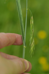 Bromus