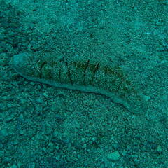 Holothuria fuscopunctata
