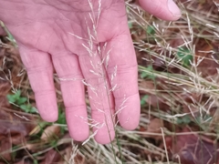 Poa