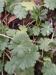 Geranium pusillum