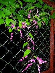 Antigonon
