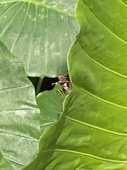 Catantopinae