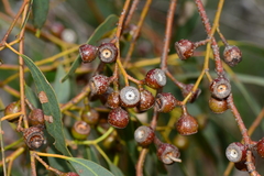 Eucalyptus leucoxylon
