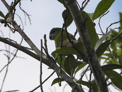 Cyclopsitta diophthalma