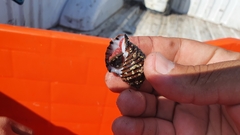 Fasciolariidae