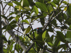 Cyclopsitta diophthalma