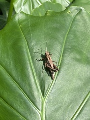 Catantopinae
