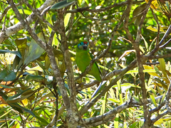 Cyclopsitta diophthalma