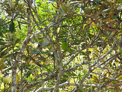 Cyclopsitta diophthalma