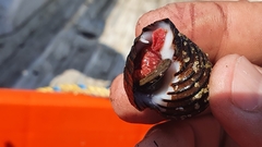 Fasciolariidae