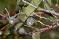 Eucalyptus leucoxylon