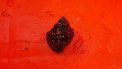 Fasciolariidae