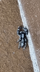 Ocrisiona leucocomis