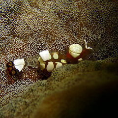 Ancylocaris brevicarpalis