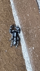 Ocrisiona leucocomis