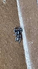 Ocrisiona leucocomis