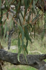 Eucalyptus leucoxylon