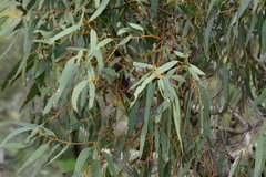 Eucalyptus leucoxylon