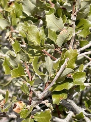 Quercus cornelius-mulleri