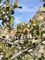 Quercus cornelius-mulleri
