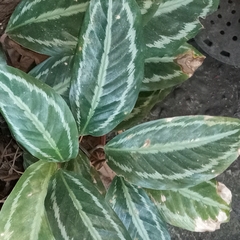 Goeppertia picturata