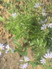 Scaevola