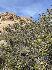 Quercus cornelius-mulleri