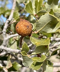 Quercus cornelius-mulleri