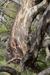 Eucalyptus leucoxylon