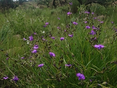 Polygala uncinata
