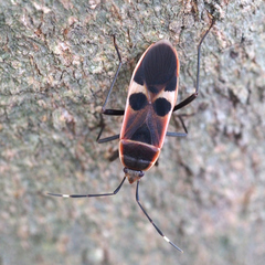 Physopelta gutta gutta