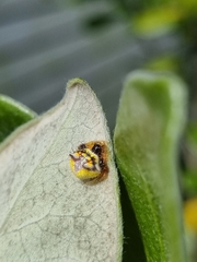 Poecilopachys australasia