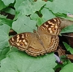 Junonia erigone