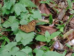 Junonia erigone
