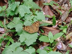 Junonia erigone