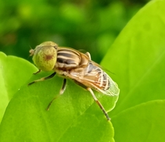 Eristalinus megacephalus