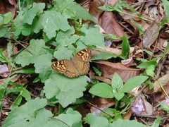 Junonia erigone
