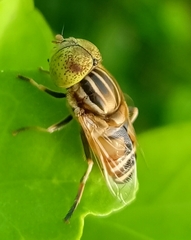 Eristalinus megacephalus
