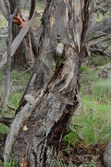 Eucalyptus leucoxylon