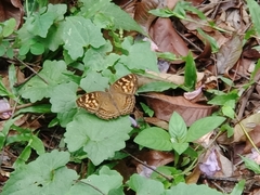 Junonia erigone