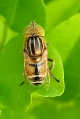 Eristalinus megacephalus