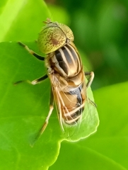 Eristalinus megacephalus