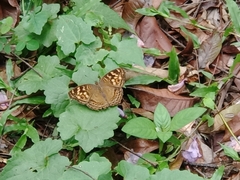 Junonia erigone