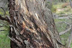 Eucalyptus leucoxylon