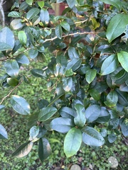 Magnolia figo