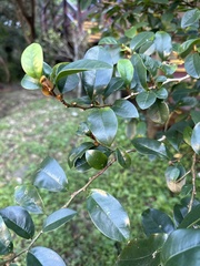 Magnolia figo