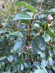 Magnolia figo