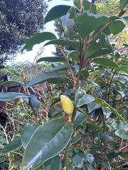Magnolia figo