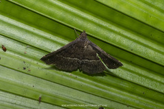 Adrapsa mediana