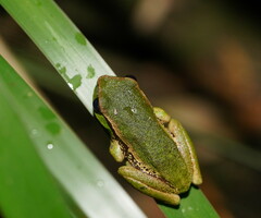 Ranoidea nudidigita